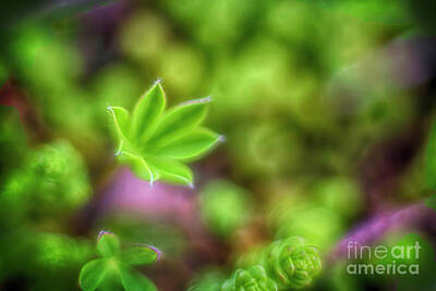Abstract Flowers Photos - Young lupine 2 by Veikko Suikkanen