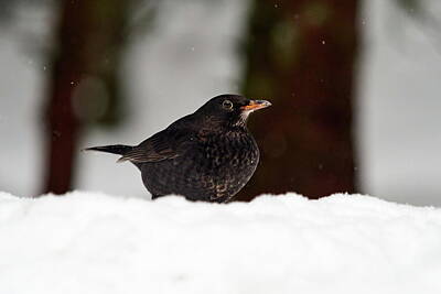 Jouko Lehto Rights Managed Images - Young so shy. Eurasian blackbird Royalty-Free Image by Jouko Lehto