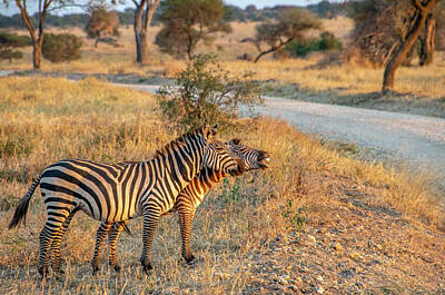 Vintage Magician Posters - Zebra Glee, Serengeti National Park by Marcy Wielfaert