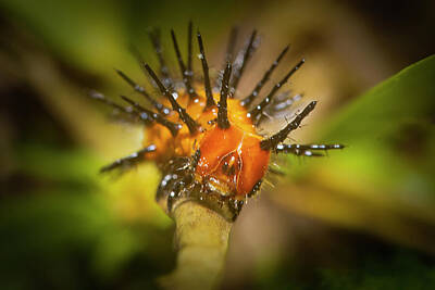 Mark Andrew Thomas Rights Managed Images - Gulf Fritillary Caterpillar Royalty-Free Image by Mark Andrew Thomas