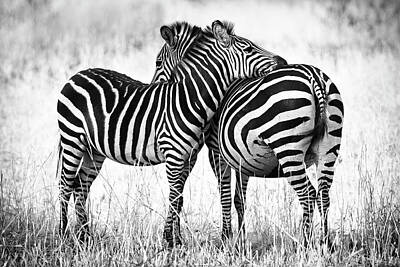 Animals Photos - Zebra Love by Adam Romanowicz