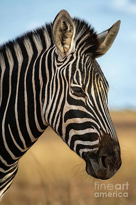Portraits Royalty-Free and Rights-Managed Images - Zebra Portrait by Jamie Pham
