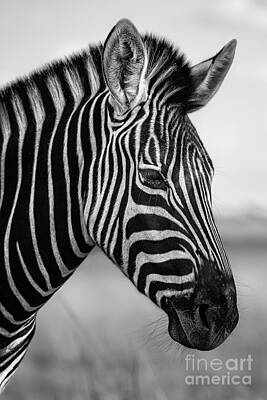 Portraits Royalty-Free and Rights-Managed Images - Zebra Profile Portrait by Jamie Pham