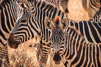 Mammals Photos - Zebras by Adam Romanowicz