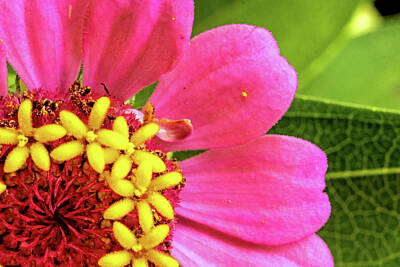 Ira Marcus Royalty-Free and Rights-Managed Images - Zinnia III by Ira Marcus