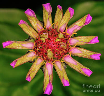 Colorful People Abstract Royalty Free Images - Zinnia Royalty-Free Image by Lowell Stevens