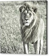 The King Stands Tall Acrylic Print