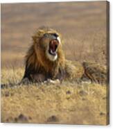 The King Of Ngorongoro Crater #1 Canvas Print