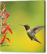 Ruby-throated Hummingbird, Male Flying In To Feed From Canvas Print