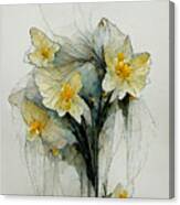 Daffodils #12 Canvas Print