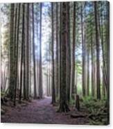 A Path Through Old Growth Stylized Canvas Print