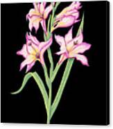 Gladiolus August Birth Month Flower Botanical Print On Black - Art By Jen Montgomery Canvas Print