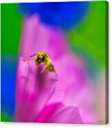 Guilty Bee Covered In Pollen Canvas Print