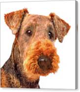 Totally Adorable, Airedale Terrier Dog Canvas Print