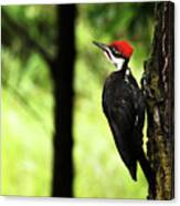 Woody Woodpecker Canvas Print