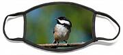 Black Capped Chickadee Perched On A Branch Face Mask Black Capped Chickadee Perched On A Branch Face Mask