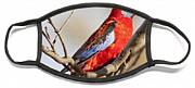 Crimson Rosella 1 - Australia Face Mask Crimson Rosella 1 - Australia Face Mask