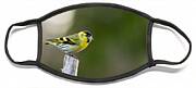 Siskin On Top Face Mask Siskin On Top Face Mask