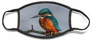 Common Kingfisher, Acedo Atthis, Sits On Tree Branch Watching For Fish Face Mask Common Kingfisher, Acedo Atthis, Sits On Tree Branch Watching For Fish Face Mask