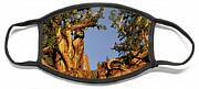 Giant Ancient Bristlecone Pine Tree Pinus Longeava White Mou Face Mask Giant Ancient Bristlecone Pine Tree Pinus Longeava White Mou Face Mask