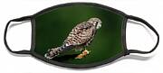 The Hunting Position In Profile For The Young Kestrel Face Mask The Hunting Position In Profile For The Young Kestrel Face Mask