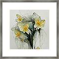 Daffodils #12 Framed Print