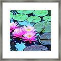 Pink Waterlilies Horizontal 300 Framed Print