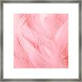 Soft Pink Feathers Texture Background. Swan Feather Framed Print