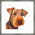 Totally Adorable, Airedale Terrier Dog Framed Print