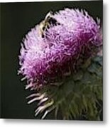 Bee On Thistle Metal Print