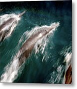 Endangered Blue Whales Spotted Metal Print