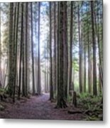 A Path Through Old Growth Stylized Metal Print