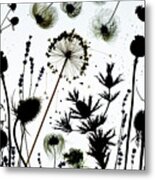 Dried Flower Seed Pods Pattern Metal Print