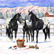Black Appaloosa Horses In Snow Poster
