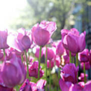 Lavender Tulips Poster
