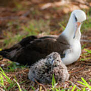 Laysan Albatross And Chick Iv. Poster