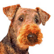 Totally Adorable, Airedale Terrier Dog Poster