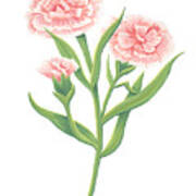 Carnation January Birth Month Flower Botanical Print On White - Art By Jen Montgomery Art Print