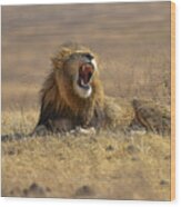 The King Of Ngorongoro Crater #1 Wood Print