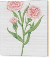 Carnation January Birth Month Flower Botanical Print On White - Art By Jen Montgomery Wood Print