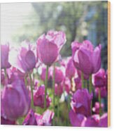 Lavender Tulips Wood Print